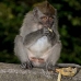 monkey_macaque_balinese_mf_ubud_v_1205_bal4923.jpg